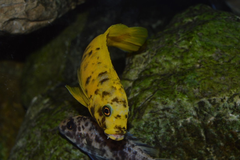 Maylandia sp. 'zebra gold' Kawanga